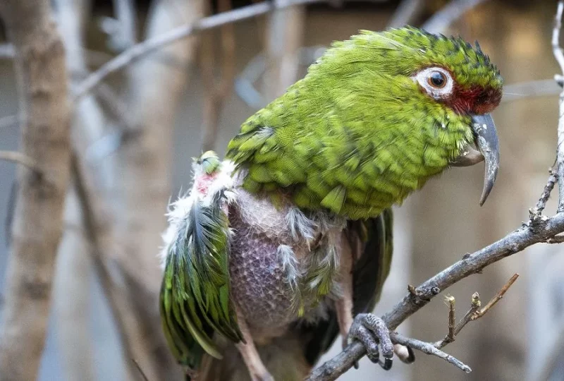 Hope for freedom: the difficult rehabilitation of native parrots in Chile that have been victims of illegal possession