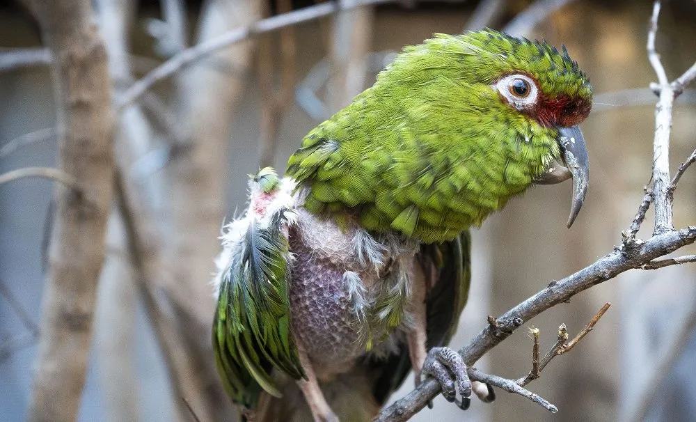 Hope for freedom: the difficult rehabilitation of native parrots in Chile that have been victims of illegal possession