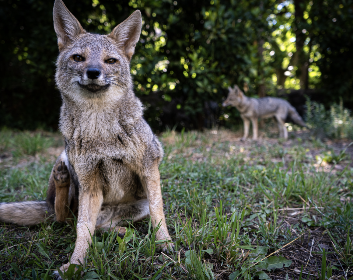 Visit the Exhibition and Environmental Education Center of the Refugio Animal Cascada!